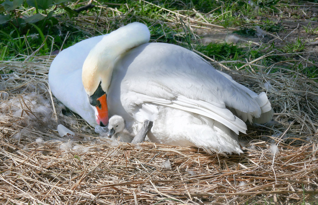 First Baby Swan Hecksher Park Norman Gates Flickr