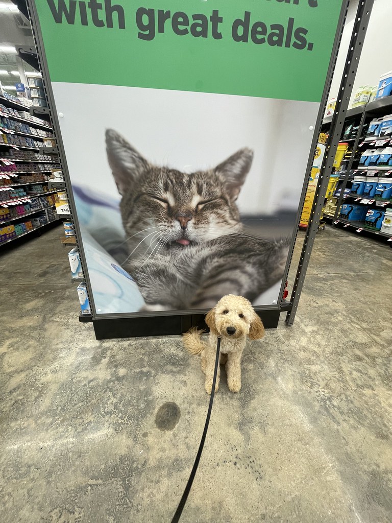 Nugget goes to Pet Supplies Plus GAK9 Athens Flickr