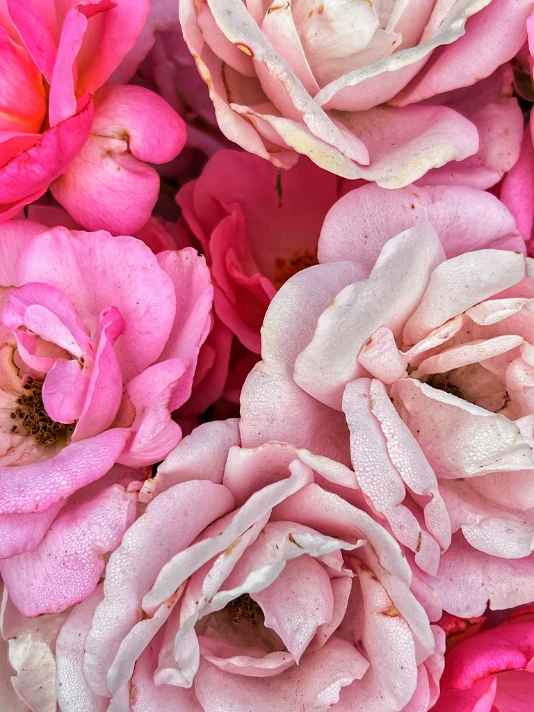 Flowers and flora Lily Beth Flickr