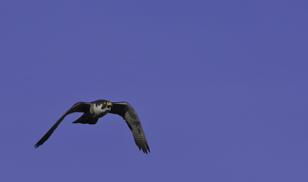 Peregrine Falcon Downtown Dubuque, Iowa Edmund Hertz Flickr