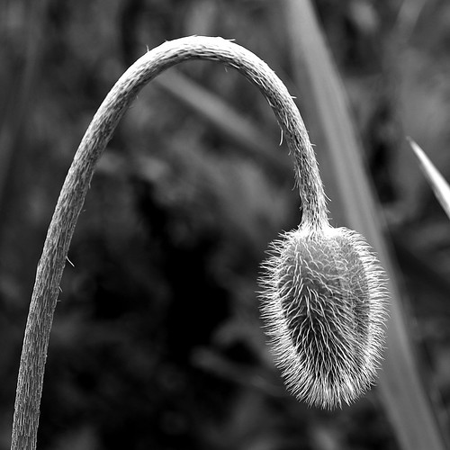 Droop John Hart Flickr