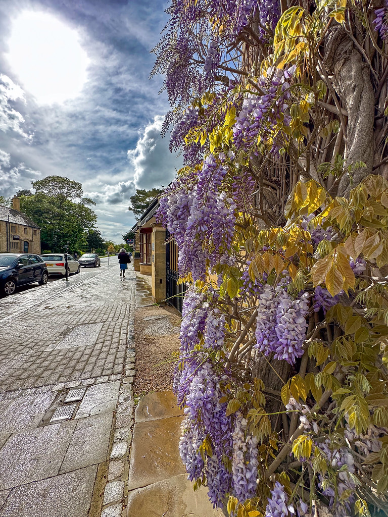 Wisteria Flowers Broadway Worcestershire Wisteria Flowers … Flickr