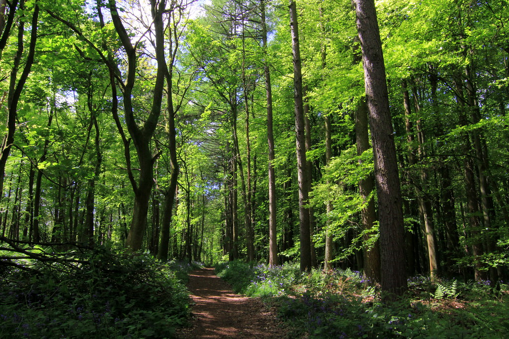 Wonderful walk through Badby Wood Beautiful walk among the… Flickr