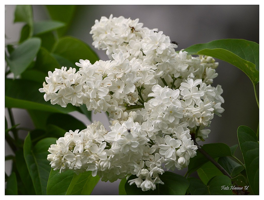 White lilac When the white lilacs bloom again... www.youtu… Flickr
