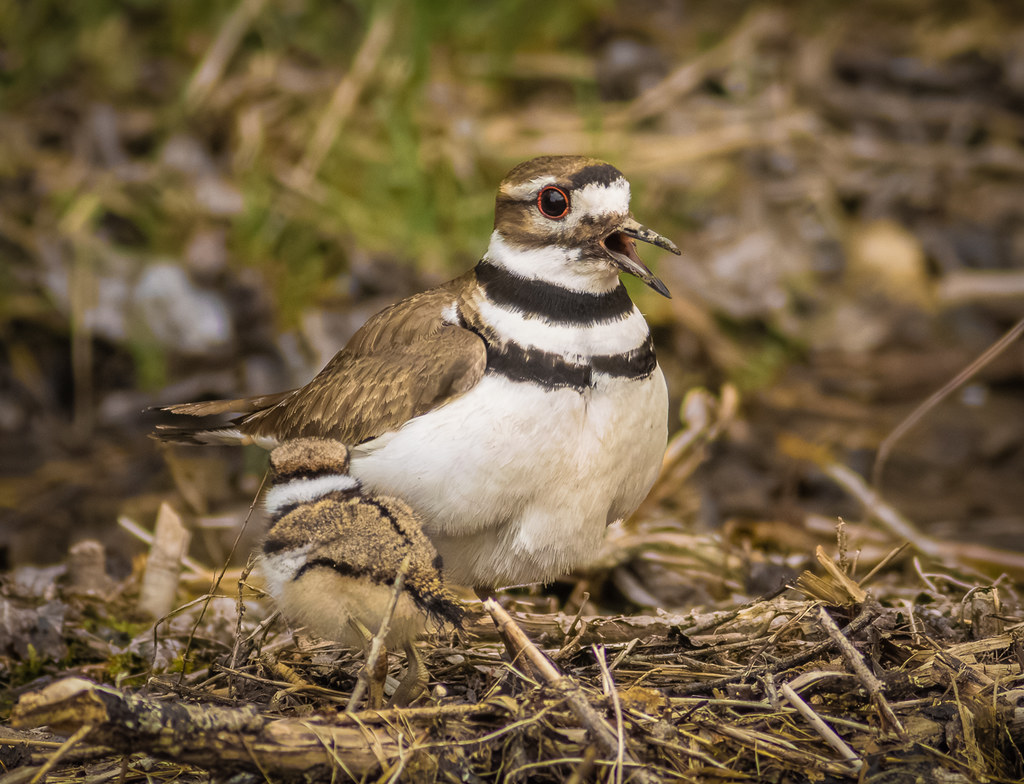 killdeer calls chicks Shot with my oldschool 400mm prime … Flickr