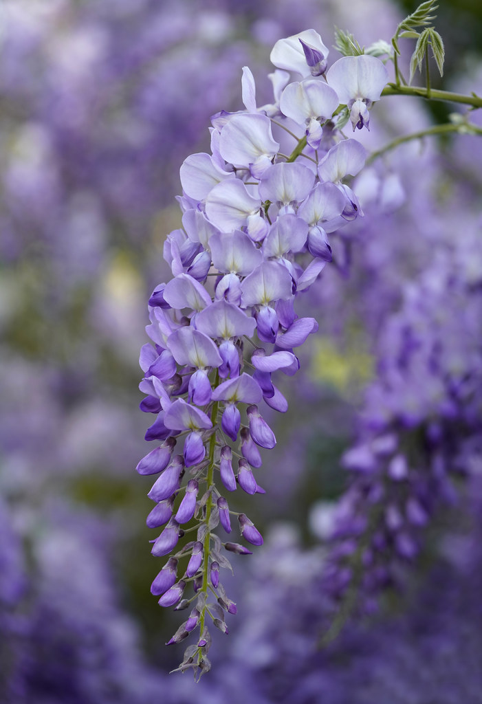 Wisteria at Oregon park. Wisteria at Oregon park. Flickr