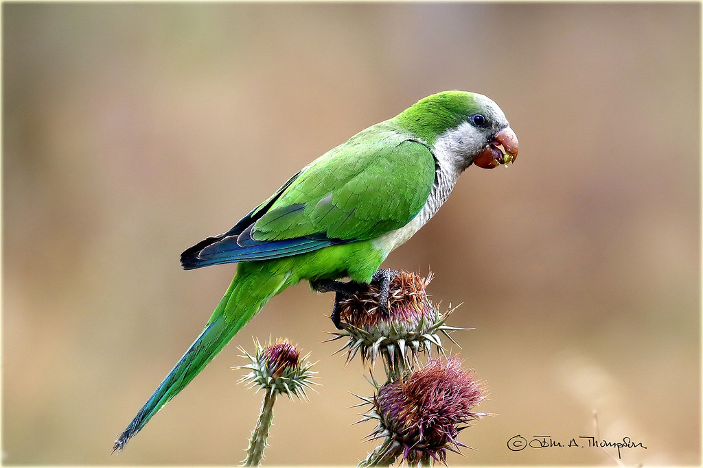 Monk Parakeet Feeding on Thistles Thanks for viewing, your… Flickr