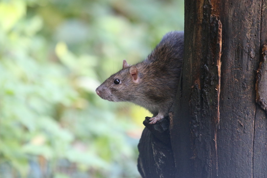 Rat Photographed near one of the bird feeders jpotto Flickr
