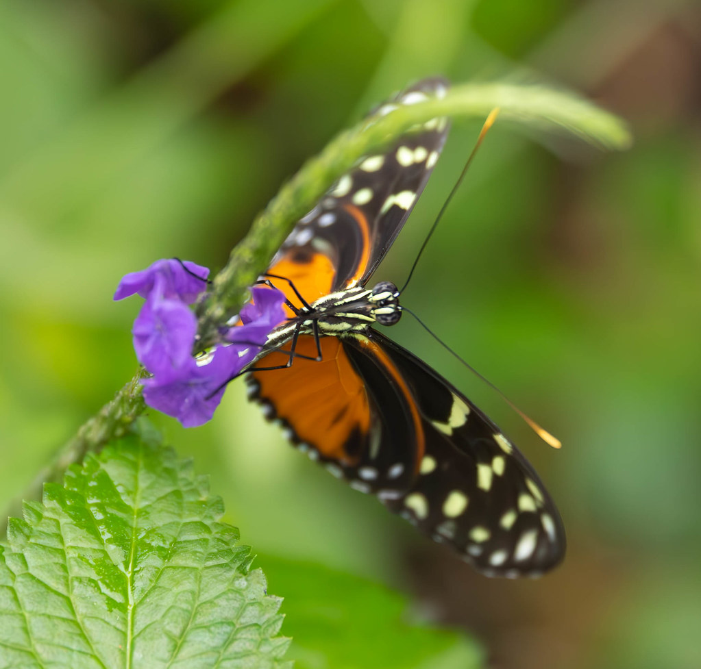 Butterfly 165 Gary Hamilton Flickr