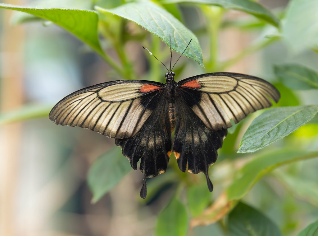 Butterfly 87 Gary Hamilton Flickr