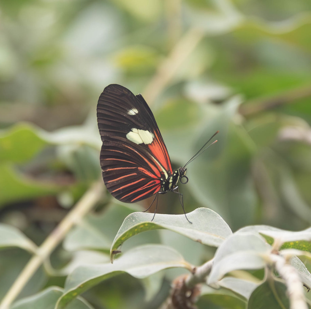 Butterfly 193 Gary Hamilton Flickr