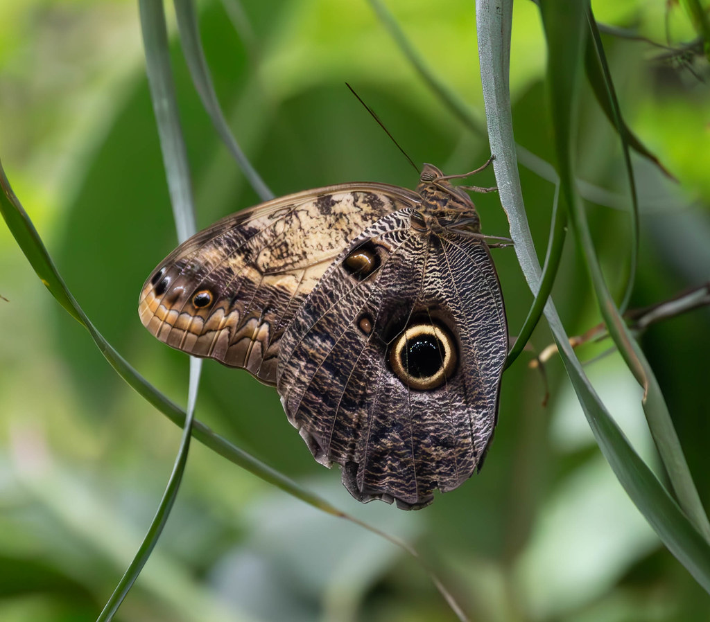 Butterfly 83 Gary Hamilton Flickr