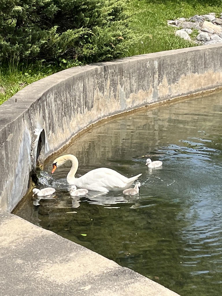 Untitled Village of Manlius Flickr