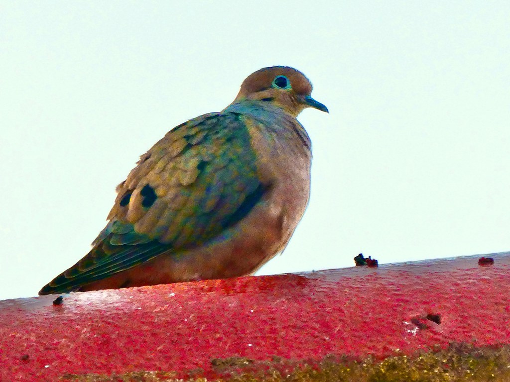 MOURNING DOVE ON THE ROOF FOR GOOD LUCK ken rotman Flickr