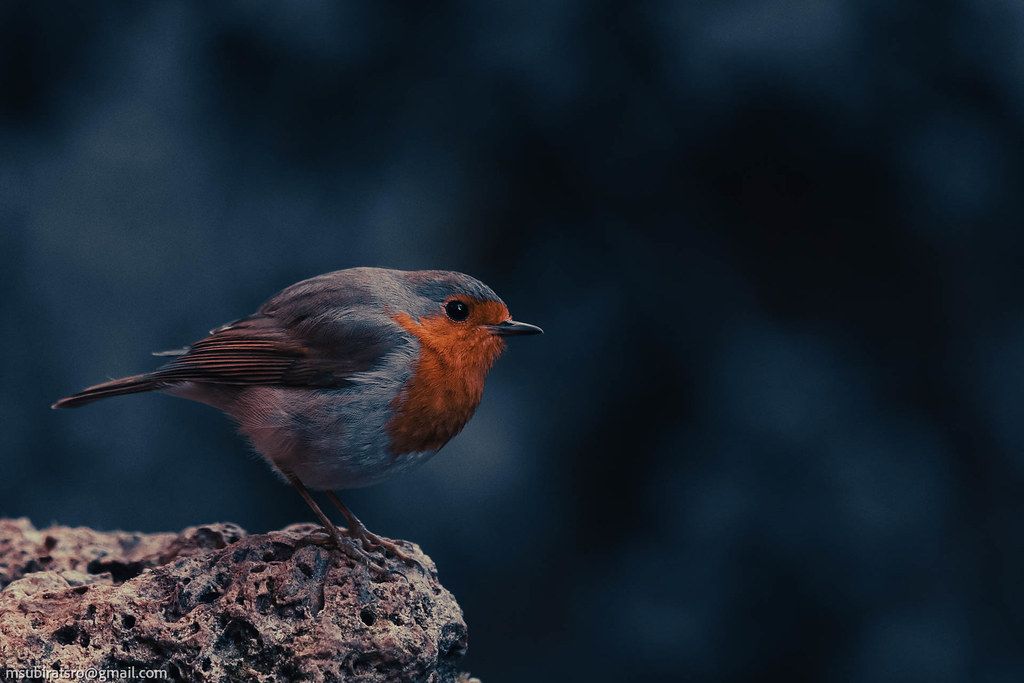 Robin at dusk The Little Window Flickr