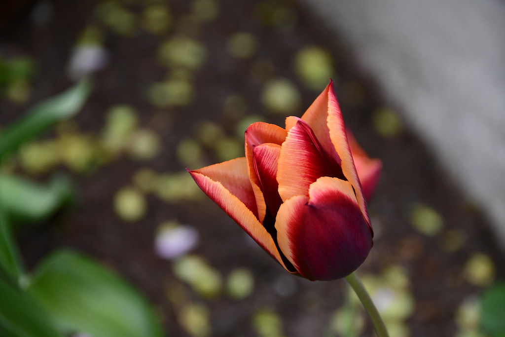 Victoria Flowers Tulip It was a beautiful spring morning… Flickr