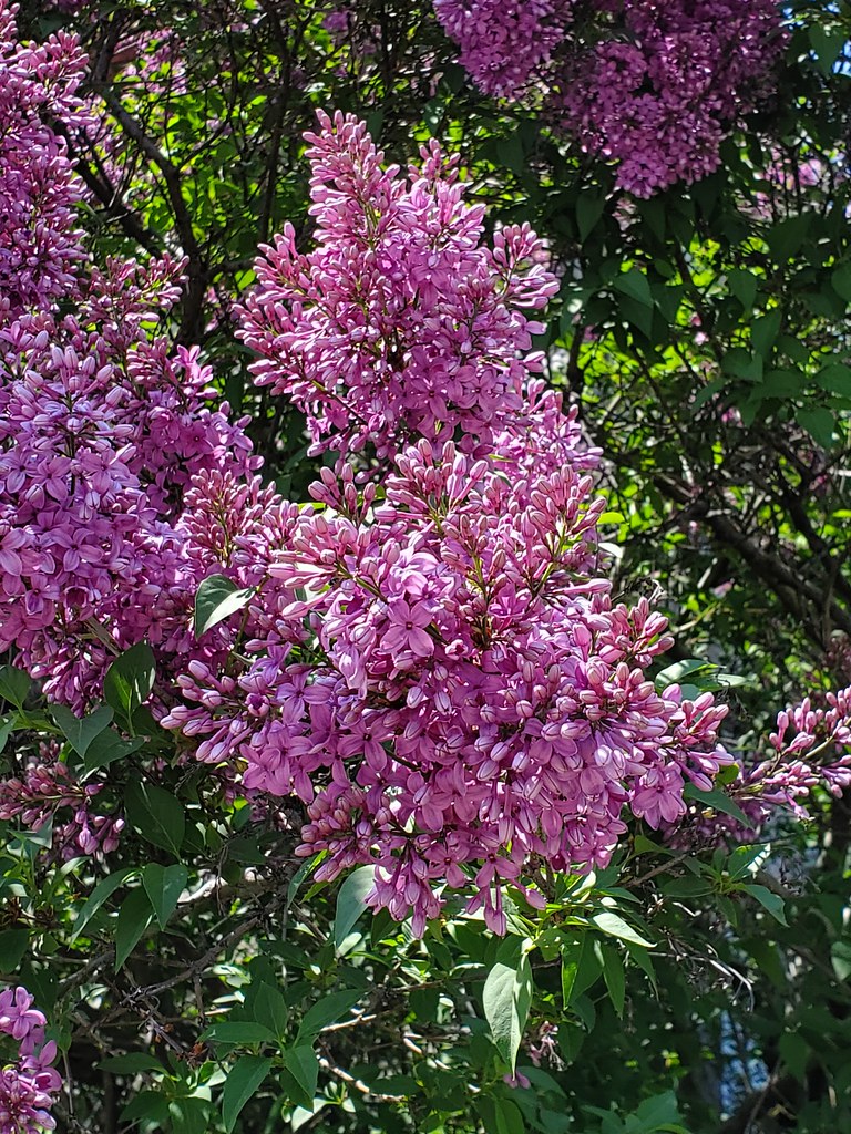 Lilacs scent You can try to imitate, copy, guess but you w… Flickr