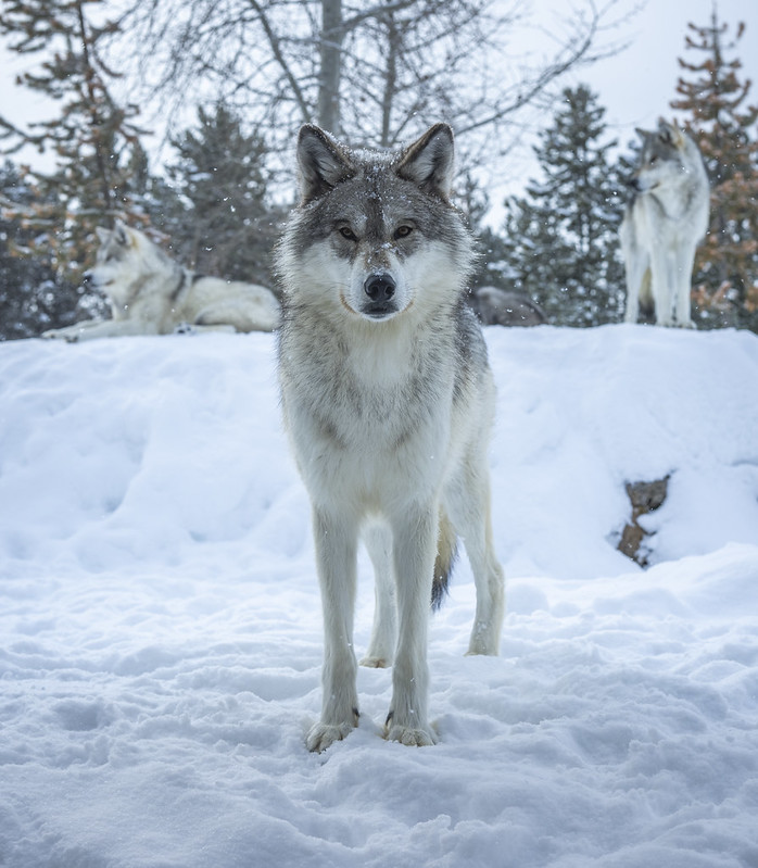 Four Gray Wolves Canis Lupus Apex Predator Winter Snow Fine Art