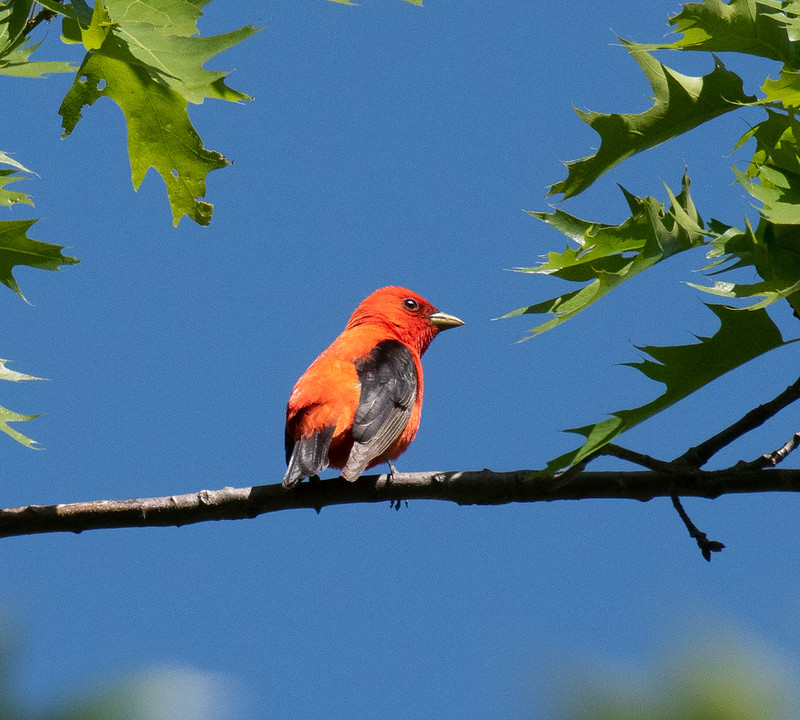 Birds in Mt. Auburn Cemetery, May 18, 2023 Flickr