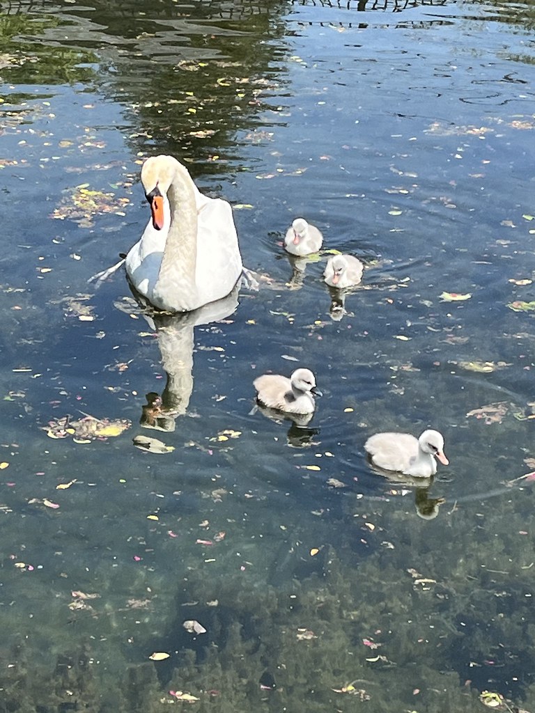 Untitled Village of Manlius Flickr