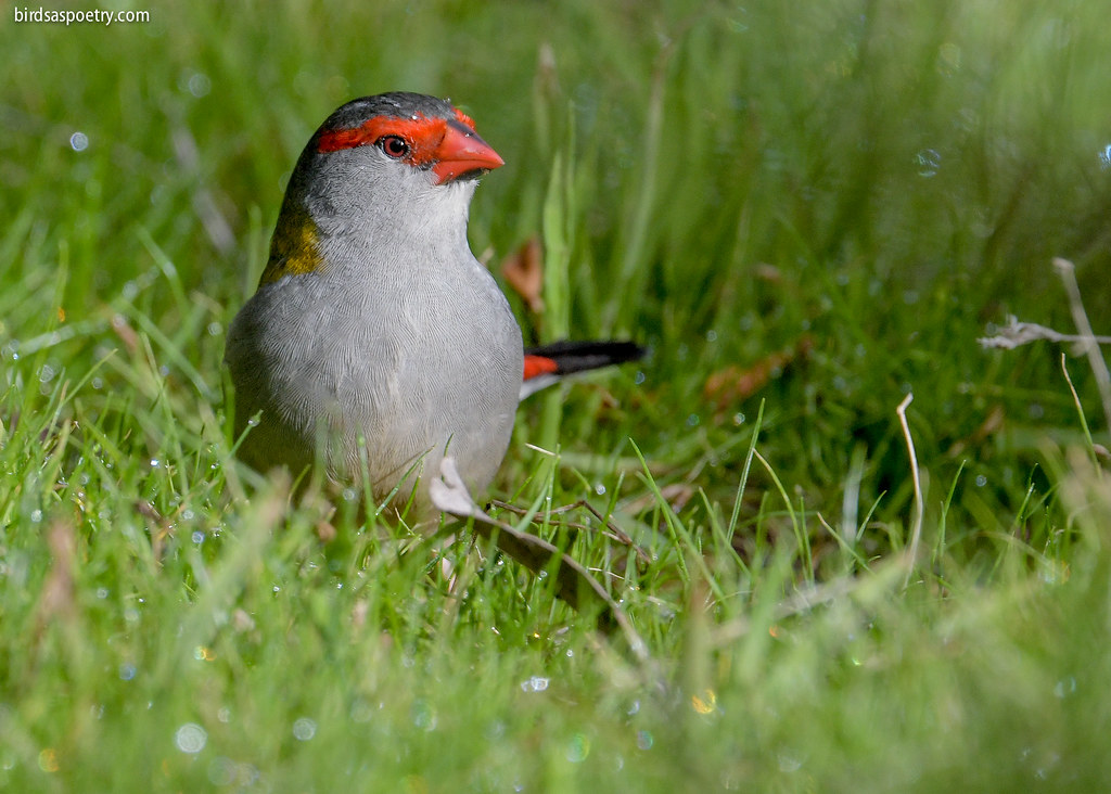 Redbrowed Finch Amongst the Dew Redbrowed Finch, Neochm… Flickr