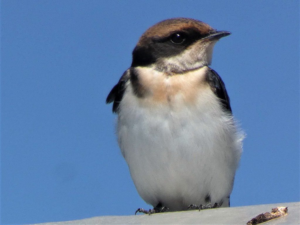 WireTailed Swallow Honeydew Dam, Greendale Harare, Zimbab… Flickr