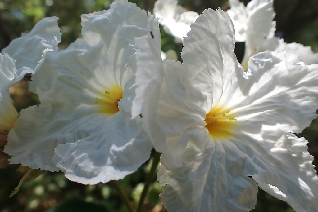 Cordia boissieri Phoenix AZ USA Julie Stromberg Flickr