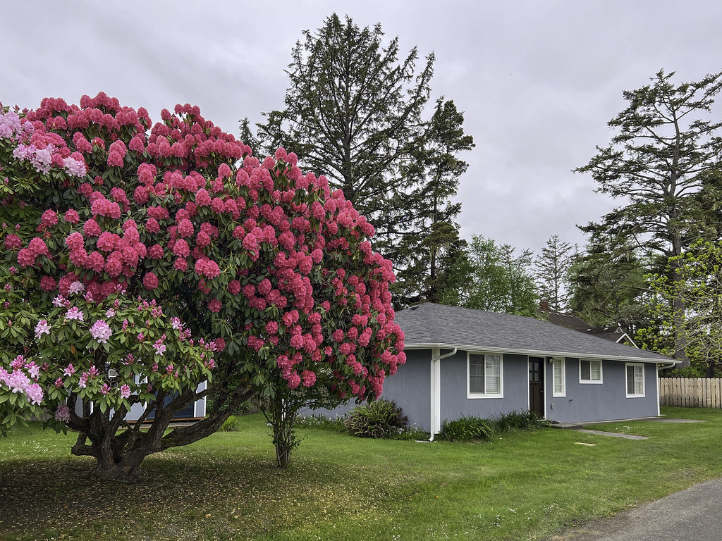 Rhododendron House Seaview, Washington. A.Davey Flickr