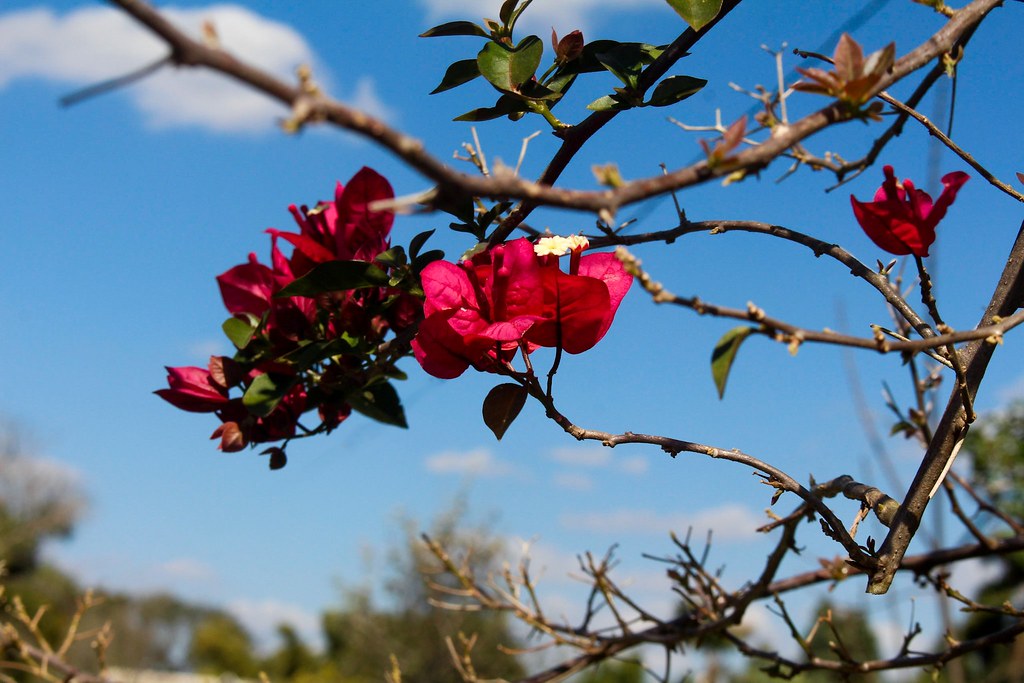 Foto Emma Emma Samara Flickr