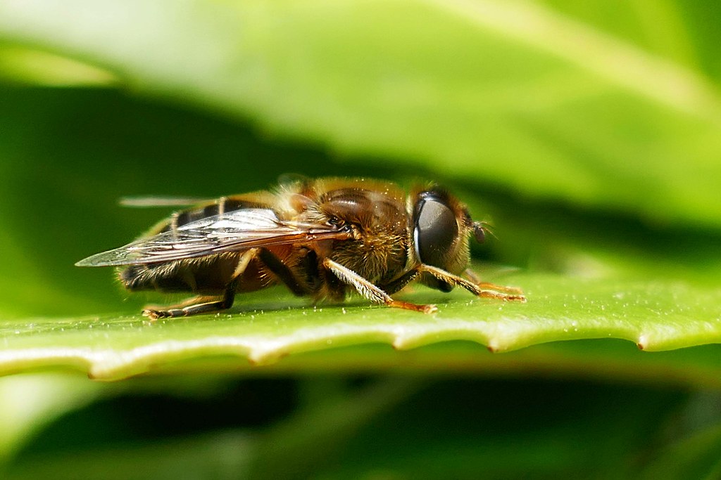 Razors edge joesphotos2013 Flickr