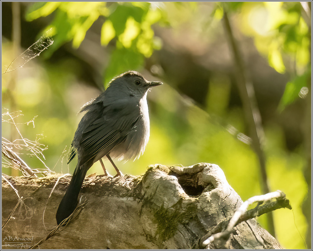 Essex Vt Catbird 20230518 003d Alan Atwood Flickr