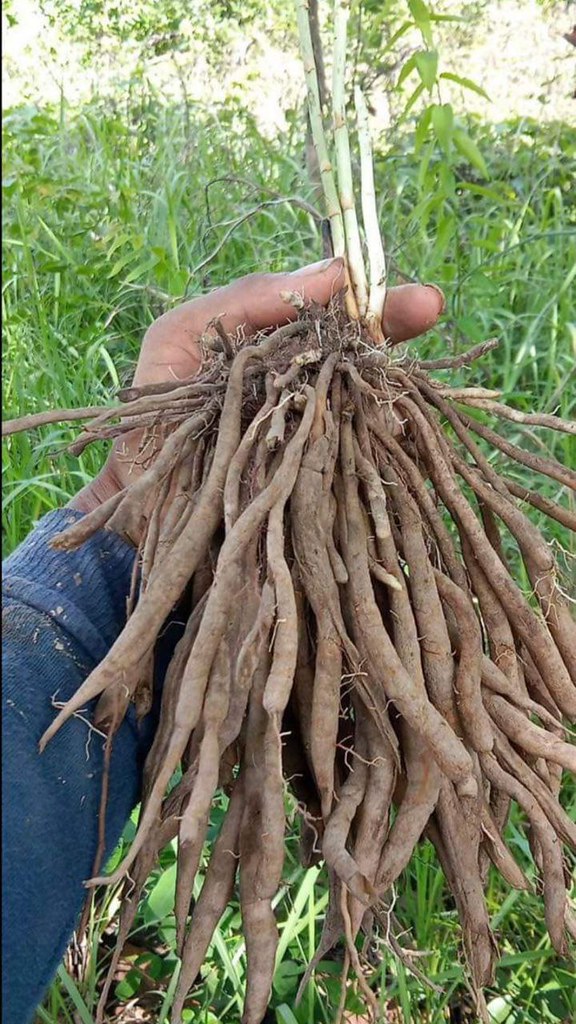 Asparagus cochinchinensis (មើមសាមសិប) Scientific name Asp… Flickr