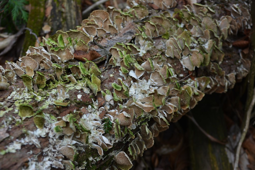 Skeleton Lake Trail, Fish Hatchery Park and Trail, Fish Ha… Flickr