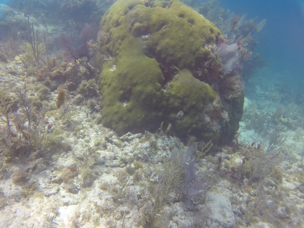 2023 MAY 24 AM Molasses Reef Flickr