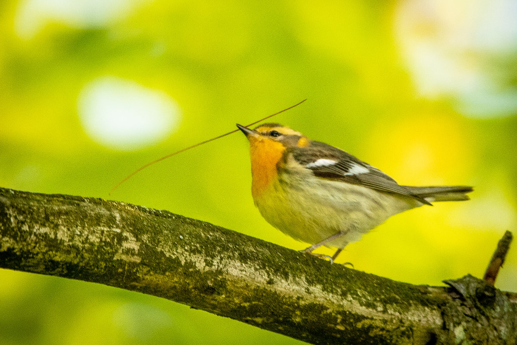 IMG_4954 Lynne Pollard Flickr