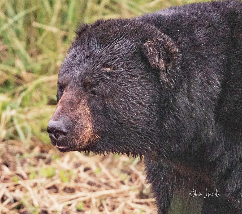 Bears and Bears!! Alligator River NWR, North Carolina Robin Lincoln