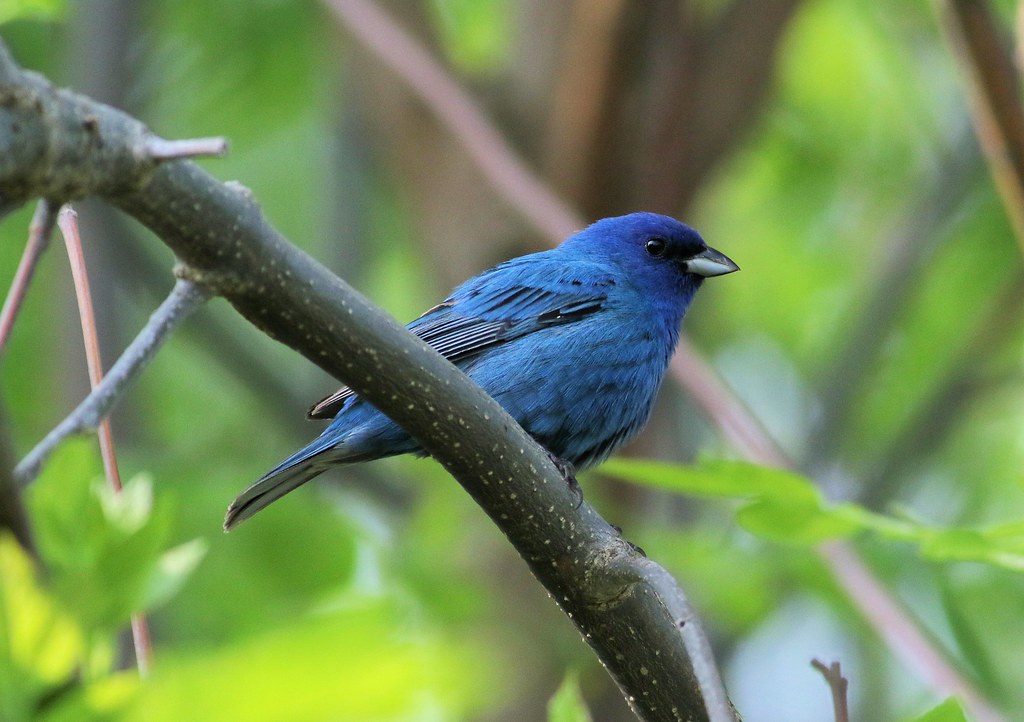 Indigo Bunting (male) Sarnia, Ontario, Canada Wawanosh W… Flickr