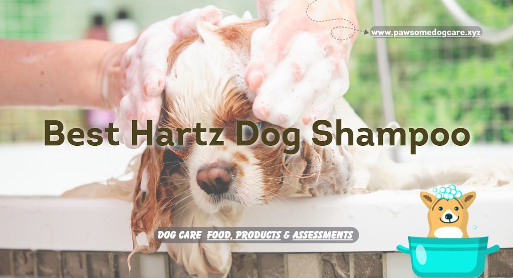 Best Hartz Dog Shampoo As a dog owner, keeping your furry … Flickr
