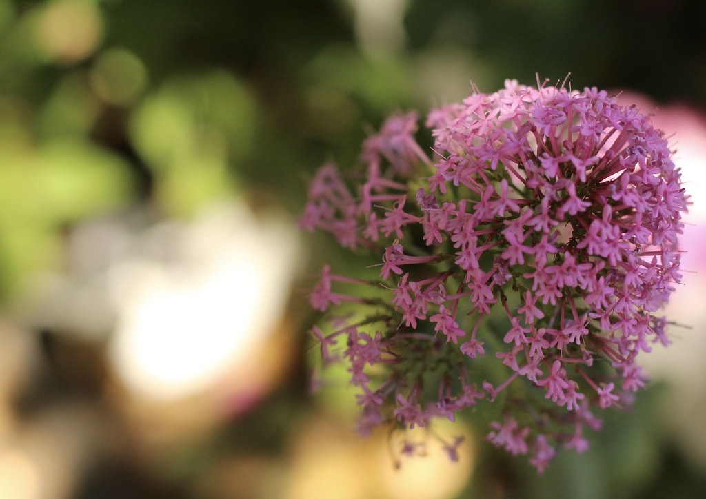 Centranthus ruber “Roseus” Menlo Park, CA April Flickr