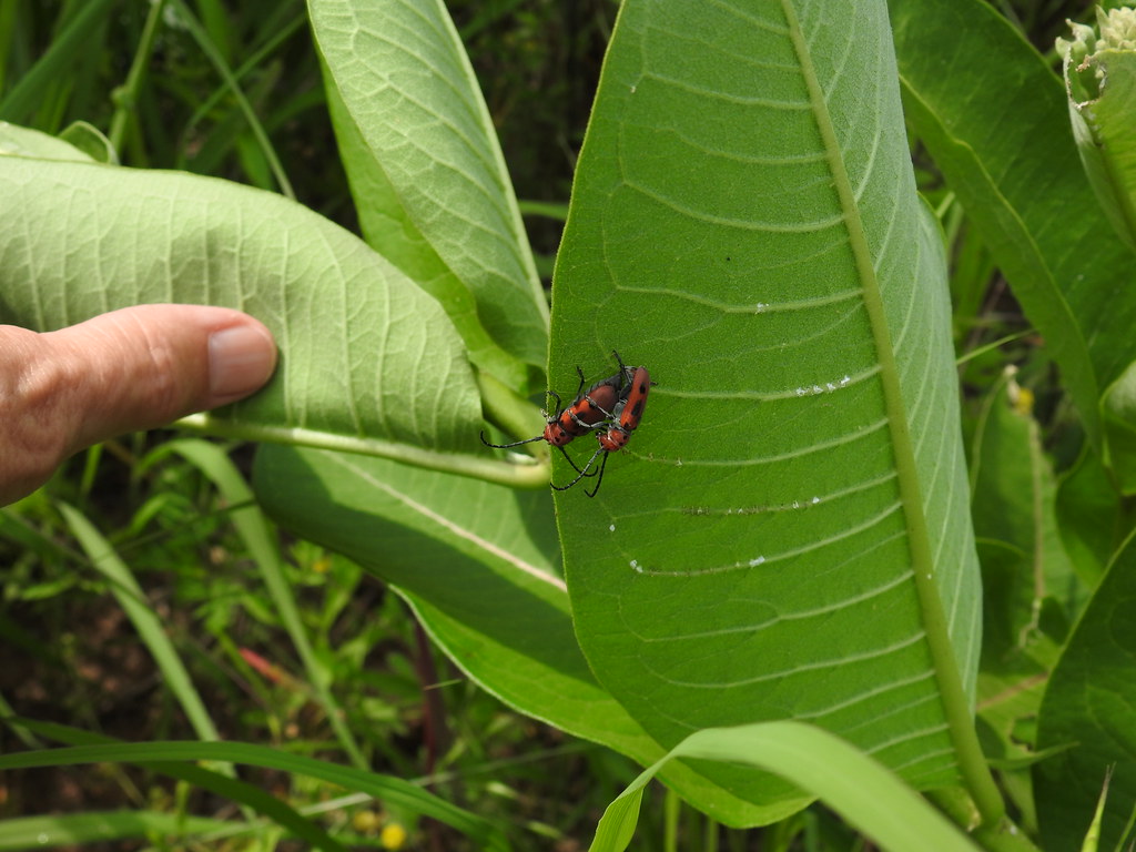Milkweed beetles on Common milkweed Asclepias syriaca Ma… Flickr