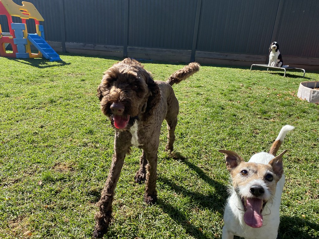 Untitled Pet Resorts Australia Dural Flickr