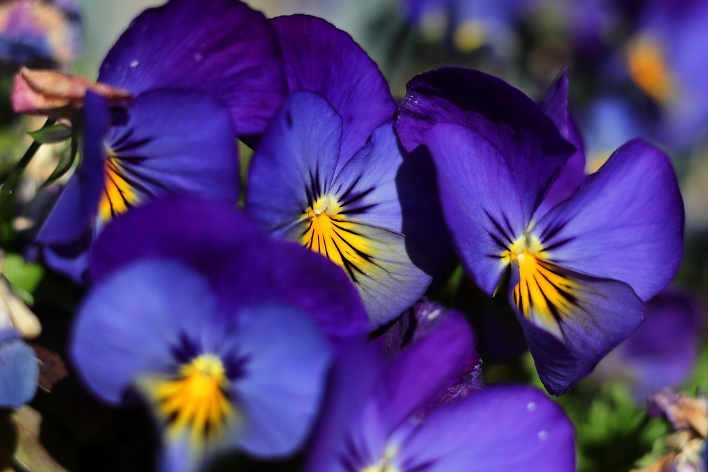 Viola Flowers Mike.Dales Flickr