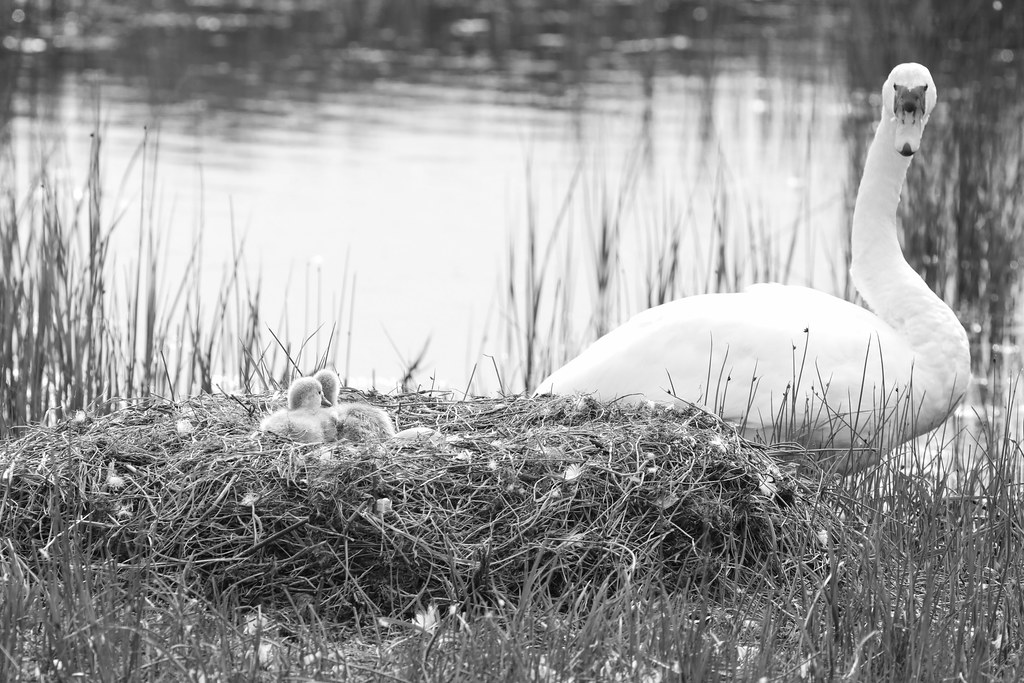 Mute Swans with at least 3 newly hatched and one u… Flickr