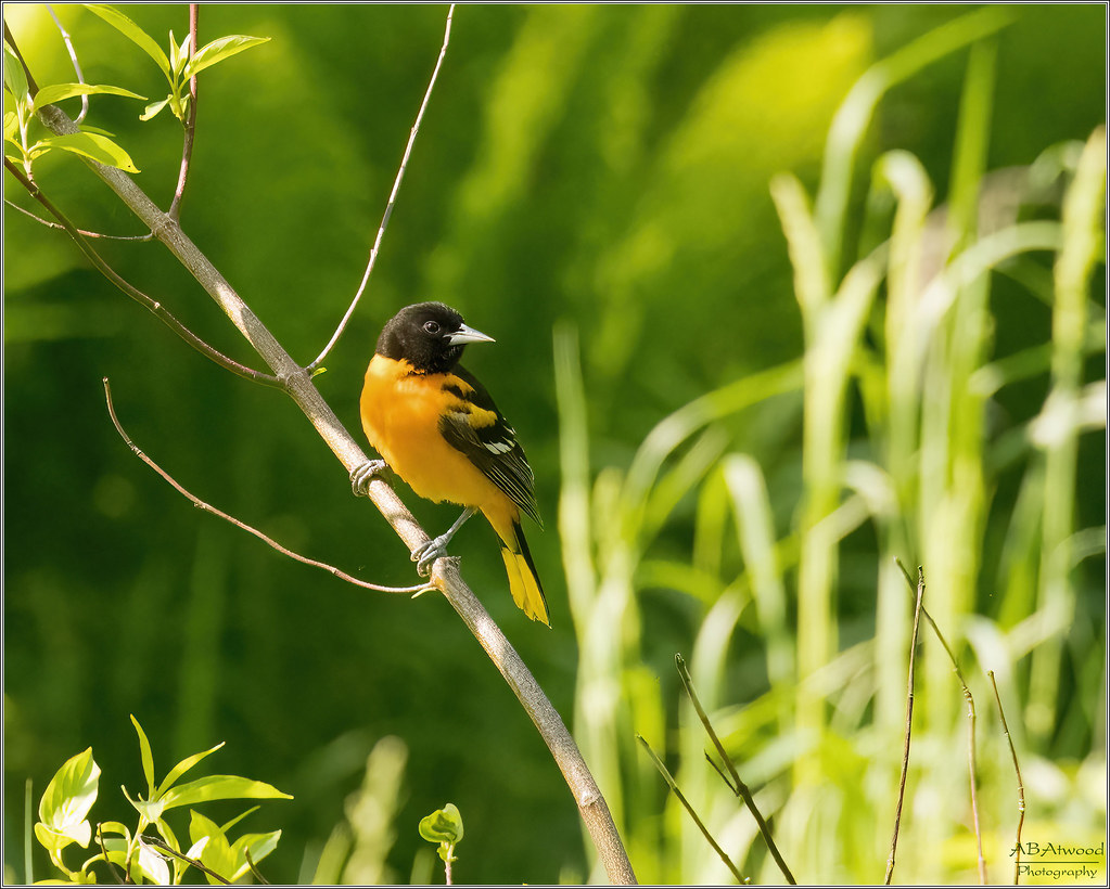 Essex Vt B Oriole 20230523 018d Alan Atwood Flickr