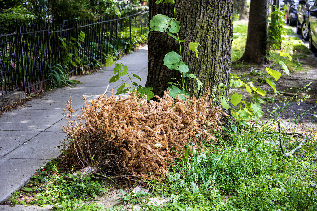 Late Christmas tree disposal CTB in DC Flickr
