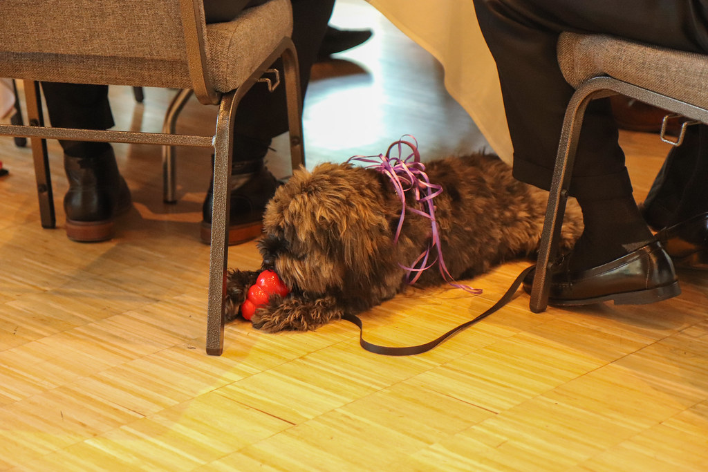 IMG_9463 Veteran Companion Animal Services Flickr