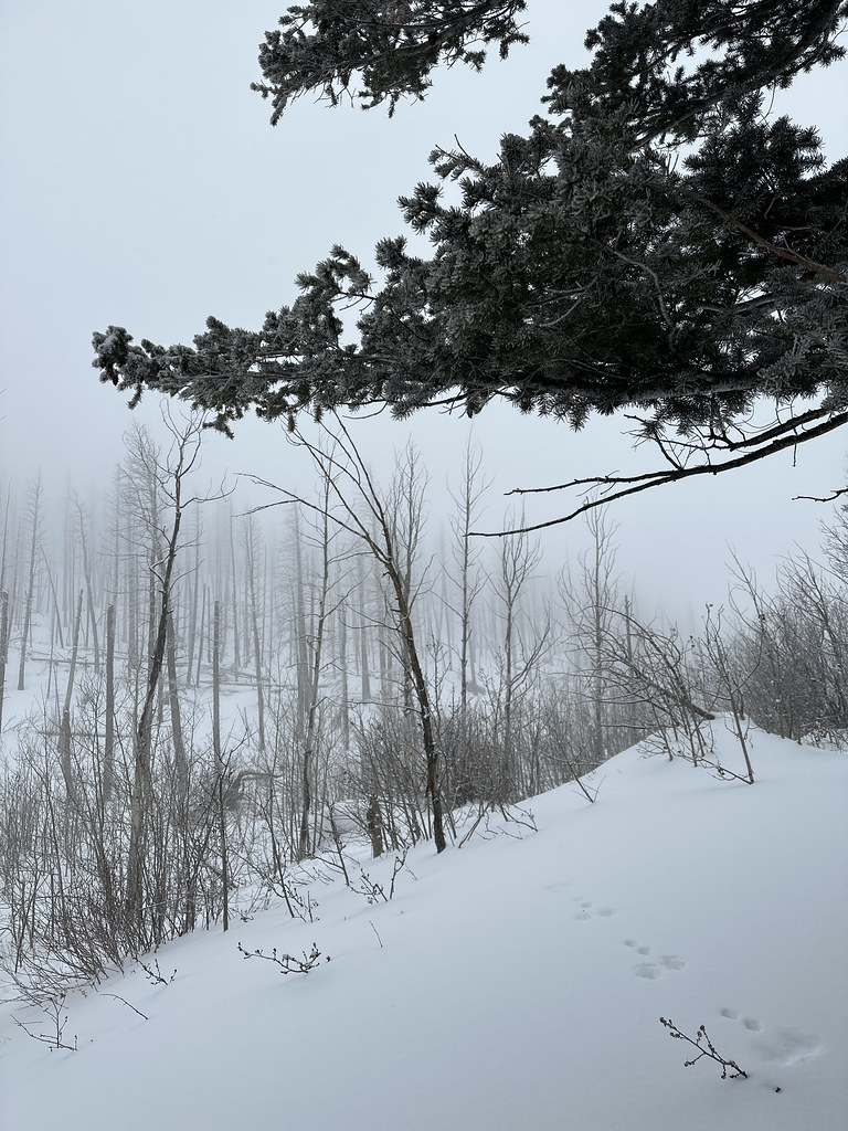 Snowshoe hare tracks in the snow efetherm Flickr