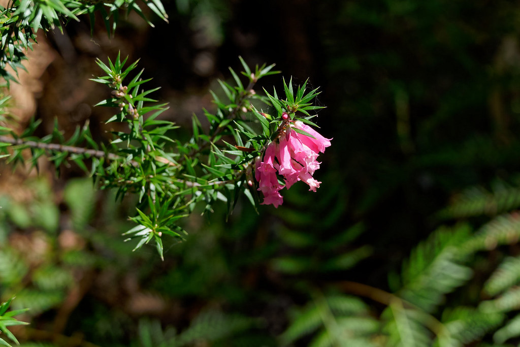 Epacris impressa Victoria’s floral emblem It was delight… Flickr