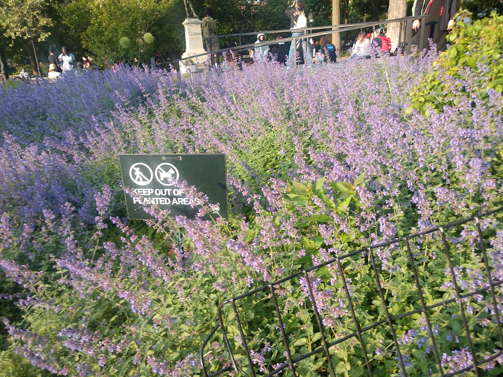 purple flowers Washington Square Park. West Village. New Y… Flickr