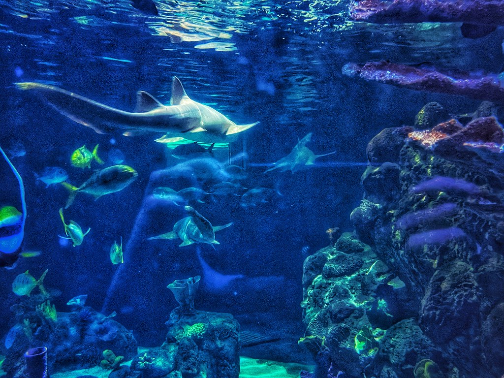 Oregon Coast Aquarium Oregon Coast Aquarium Flickr